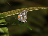 Malacca Cerulean - ssp malaccanus  - Bang Lang NP