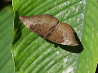 Malay Baron - ssp kesava - female  - Tham Sakoen NP