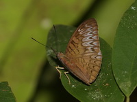 Malay Baron - ssp monina - female  - Pa Phru Sirindhorn