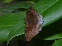 Malay Baron - ssp monina - male  - Khao Luang Krung Ching NP