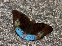 Malay Baron - ssp monina - male  - Khao Pu Khao Ya NP