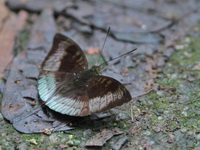 Malay Baron - ssp monina - male  - Khao Luang Krung Ching NP