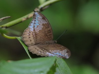 Malay Count - ssp asoka - female  - Khao Ramrom