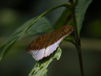 Malay Count - ssp asoka - male  - Khao Sok NP