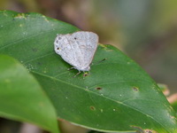 Malay Gem - ssp philota - female  - Khao Ramrom