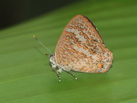 Malay Gem - ssp philota - female  - Khao Kitchakut NP