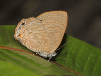 Malay Gem - ssp philota  - Khao Ramrom