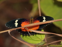 Malay Lacewing - ssp hypsina - male  - Bala