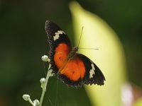 Malay Lacewing - ssp hypsina - male  - Khao Ramrom