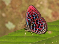 Malay Red Harlequin - ssp damajanti  - Betong