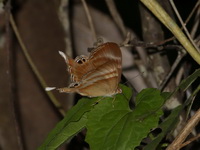 Malay Tailed Judy - ssp savitri - female  - Betong