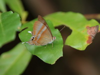 Malay Tailed Judy - ssp savitri - male  - Khao Ramrom