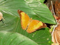 Malay Yeoman - ssp emalea - female  - Sri Phang Nga NP