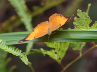 Malay Yeoman - ssp emalea - female  - Khao Ramrom