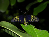 Malayan Birdwing - ssp ruficollis - male  - Phuket