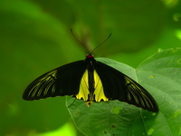 Malayan Birdwing - ssp ruficollis - male  - Thale Ban NP