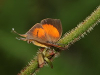 Malayan Branded Yamfly - ssp dohertyi - female  - Betong