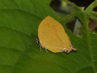 Malayan Branded Yamfly - ssp dohertyi  - San Kala Khiri NP