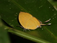 Malayan Branded Yamfly - ssp dohertyi  - Bang Lang NP