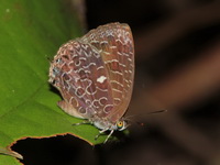 Malayan Bushblue - ssp  amonn  - Khao Luang Krung Ching NP