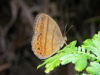 Malayan Bushbrown - ssp fusca  - Phuket