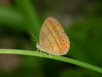 Malayan Bushbrown - ssp fusca  - Phuket