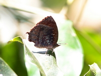 Malayan Falcate Oakblue - ssp burmana  - Khao Ang Rue Nai WS