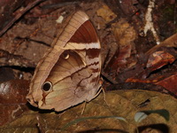 Malayan Jungleglory - ssp pishuna  - Bang Lang NP