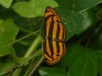 Malayan Lascar - ssp siaka  - Phuket