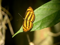 Malayan Lascar - ssp siaka  - Phuket