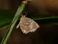 Malayan Mottle - ssp malayica  - Bang Lang NP