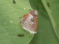 Malayan Oakblue - ssp conjuncta  - Phuket