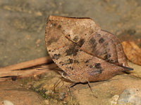 Malayan Oakleaf - ssp limborgii  - Pa La-U