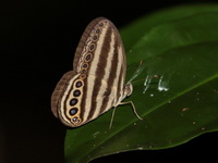Malayan Ringlet - ssp siponta  - Bang Lang NP