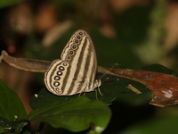 Malayan Ringlet - ssp siponta  - Khao Ngon Nak