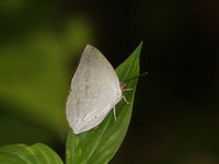 Malayan Sunbeam  - ssp malayica - Bang Lang NP