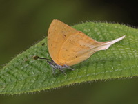 Malayan Yamfly - ssp cassiopeia  - Bang Lang NP