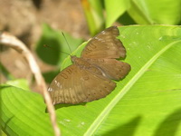 Mango Baron - ssp gurda - female  - Phuket