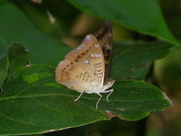 Mango Baron - ssp gurda - male  - Phuket