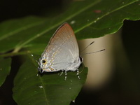 Narrow Spark - ssp amba - female  - Baan Maka