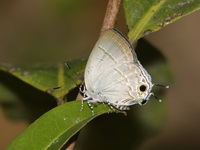 Narrow Spark - ssp amba - male  - Phu Chong Na Yoi NP