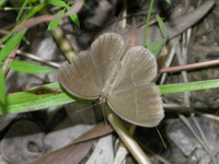 Nigger - ssp cinerea  - Phuket