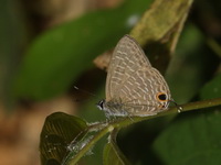 Opaque Sixline Blue - ssp gythion  - Khao Luang Krung Ching NP