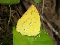 Orange Emigrant - ssp cornelia - male  - Phuket