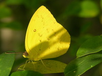 Orange Emigrant - ssp cornelia  - Phuket