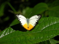 Orange Gull - ssp lea - male  - Kaeng Krachan NP