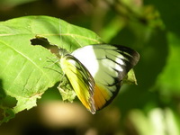 Orange Gull - ssp malaya - male  - Phuket