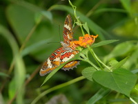 Orange Lacewing - ssp methypsea - female  - Phuket