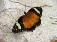Orange Lacewing - ssp methypsea - female  - Phuket