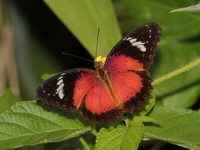 Orange Lacewing - ssp methypsea - male  - Betong